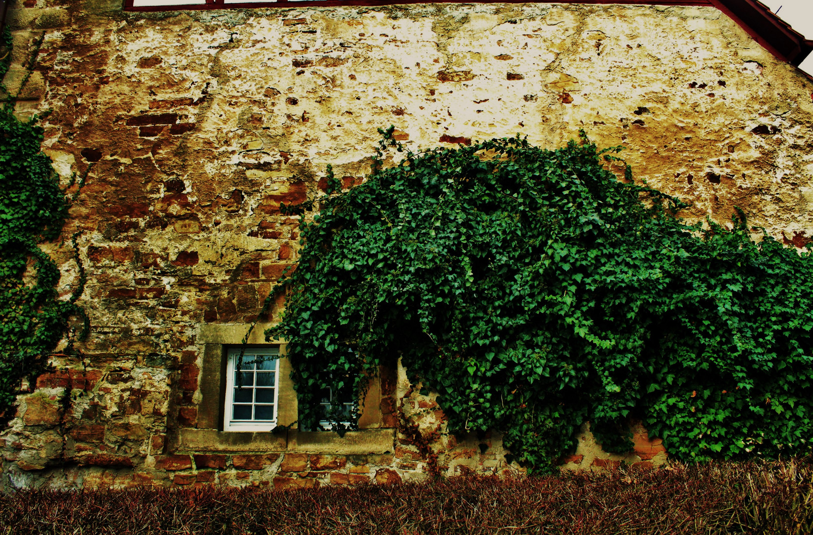 die bewachsene Mauer