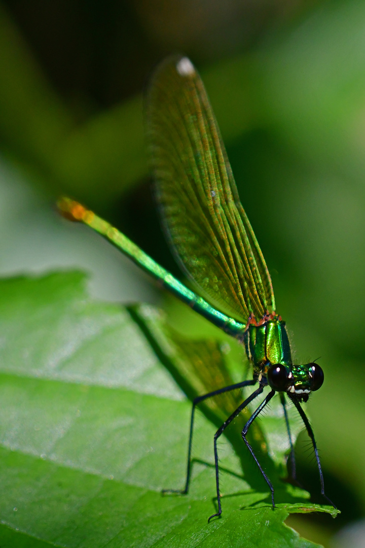 Die Bewerber lassen auf sich warten: Gebänderte Prachtlibelle (Calopteryx splendens)