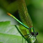 Die Bewerber lassen auf sich warten: Gebänderte Prachtlibelle (Calopteryx splendens)