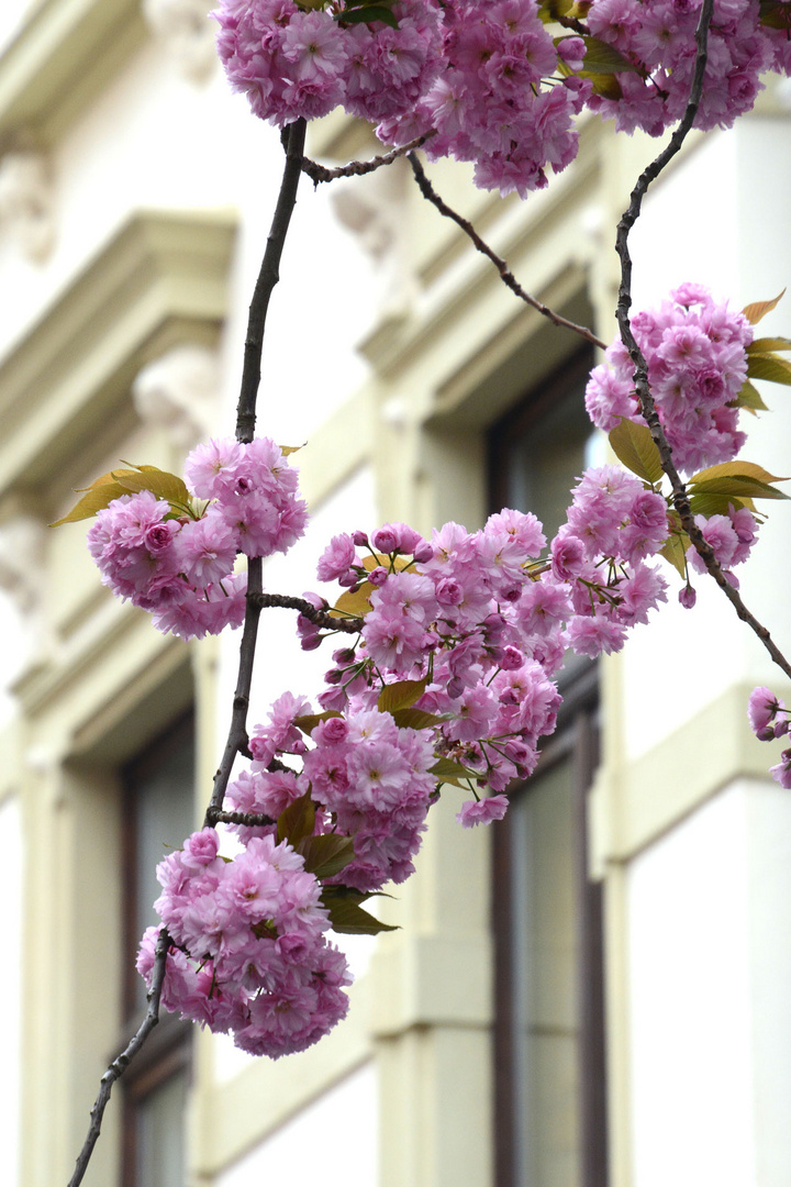 Die Bewohner der Bonner Altstadt haben die Blüten direkt vor ihrem Fenster