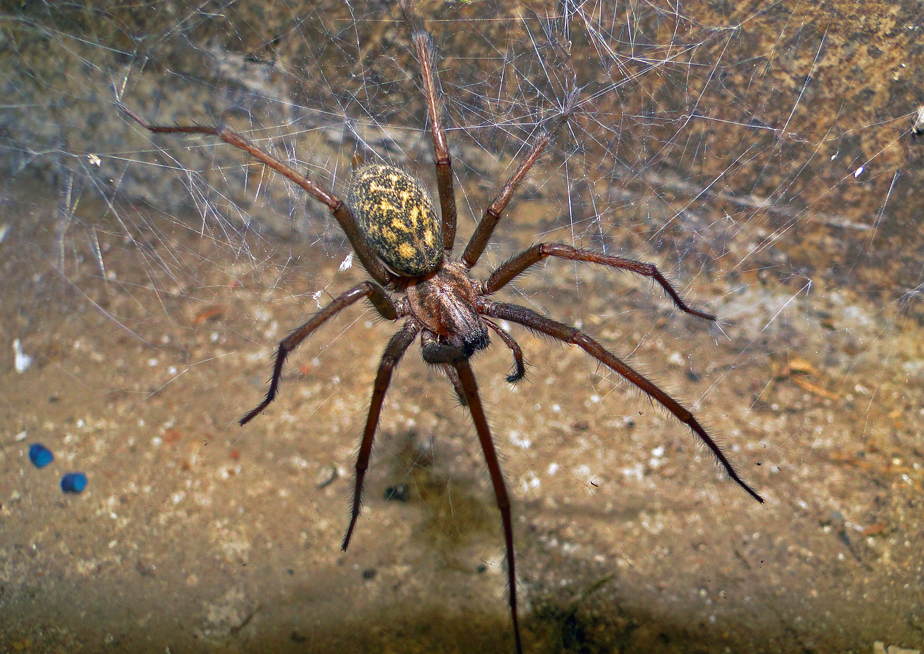 die bezaubernde Tegenaria atrica