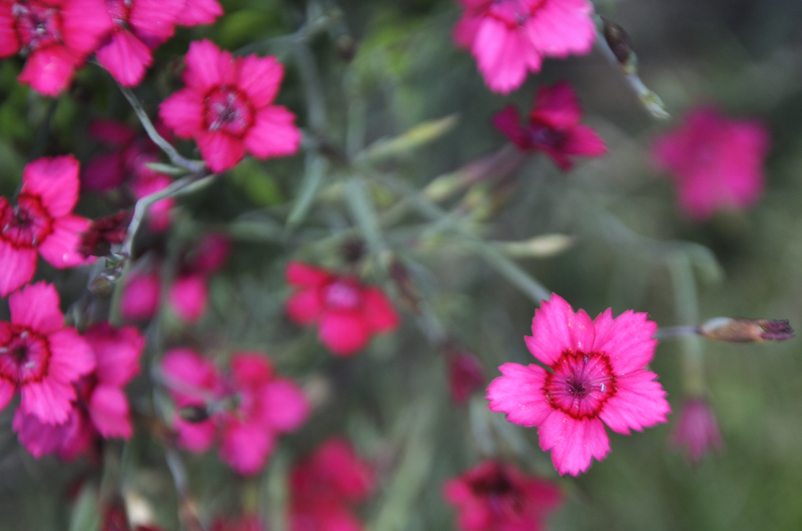 Die Bezaubernde Welt der Blüten