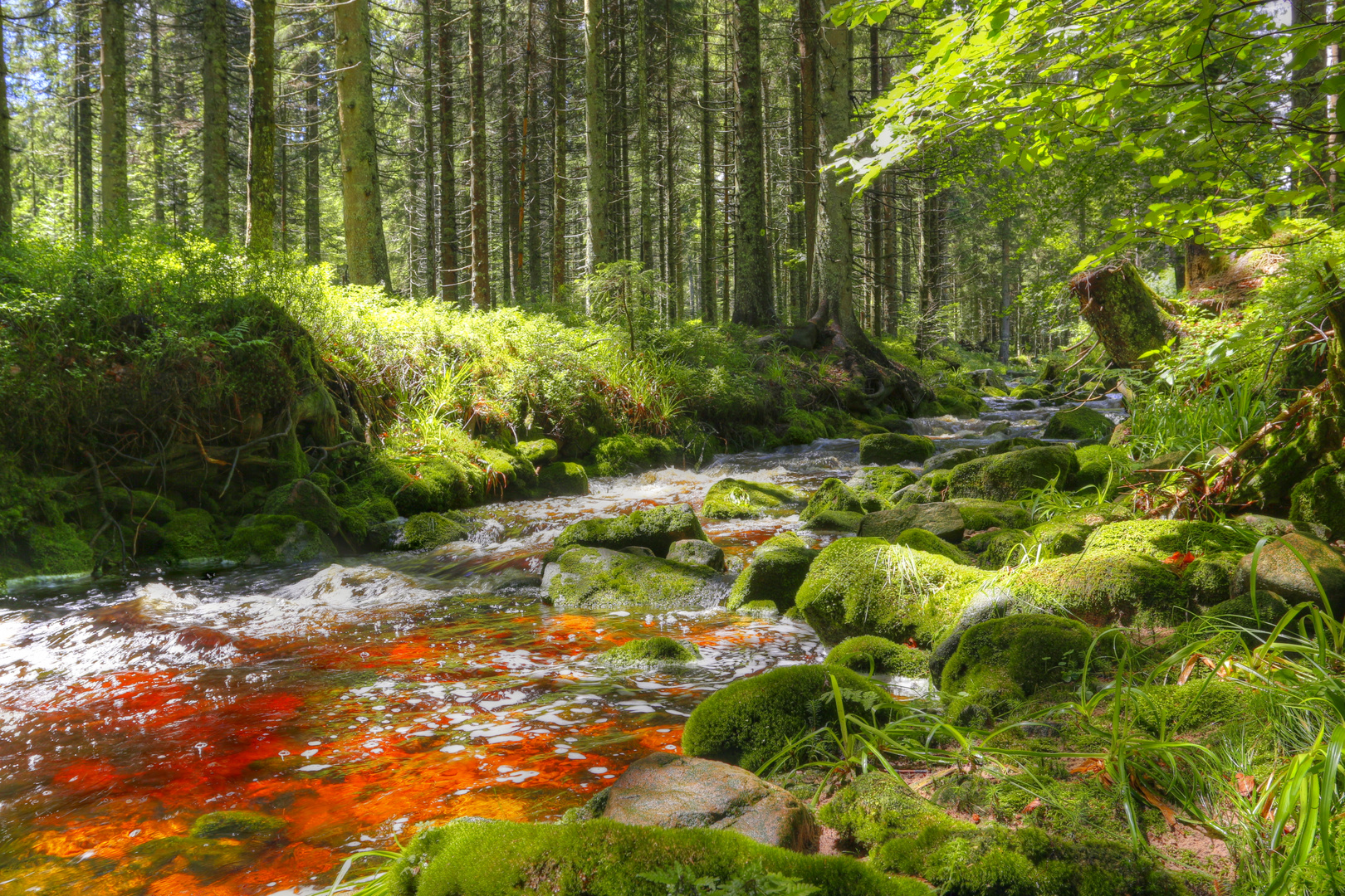 Die Biberach im Nationalpark Nordschwarzwald