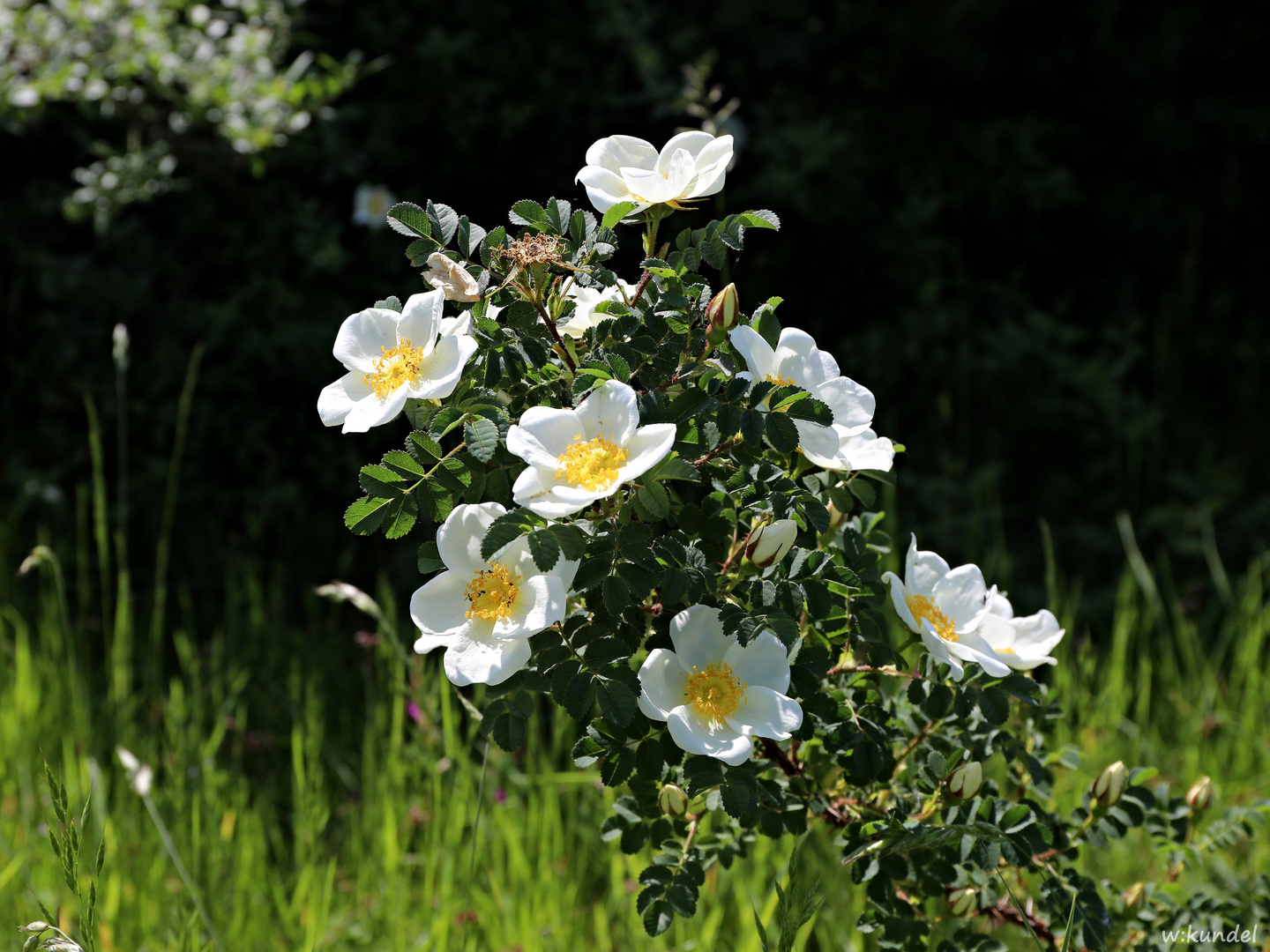 die BibernellRose (Rosa spinosissima L.) Foto & Bild pflanzen, pilze