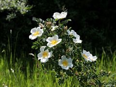 die Bibernell-Rose (Rosa spinosissima L.)