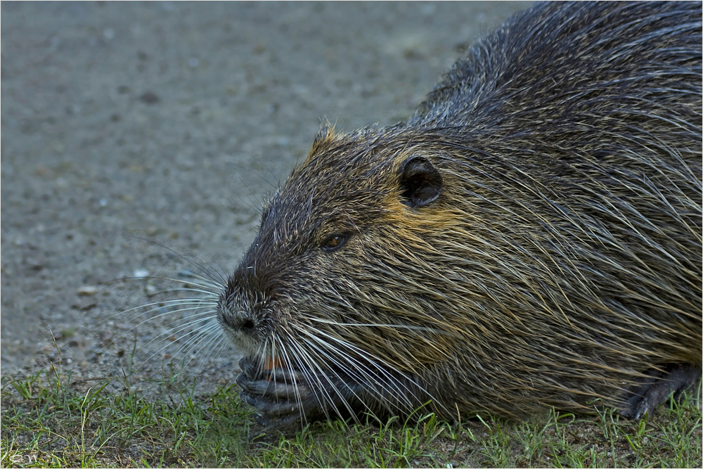 Die Biberratte (Myocastor coypus)