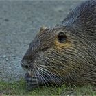 Die Biberratte (Myocastor coypus)