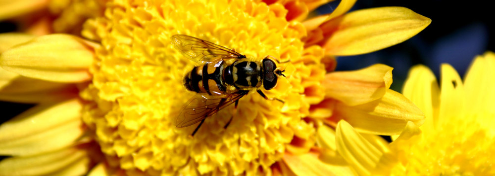 Die Bie.. äh Fliege :-)