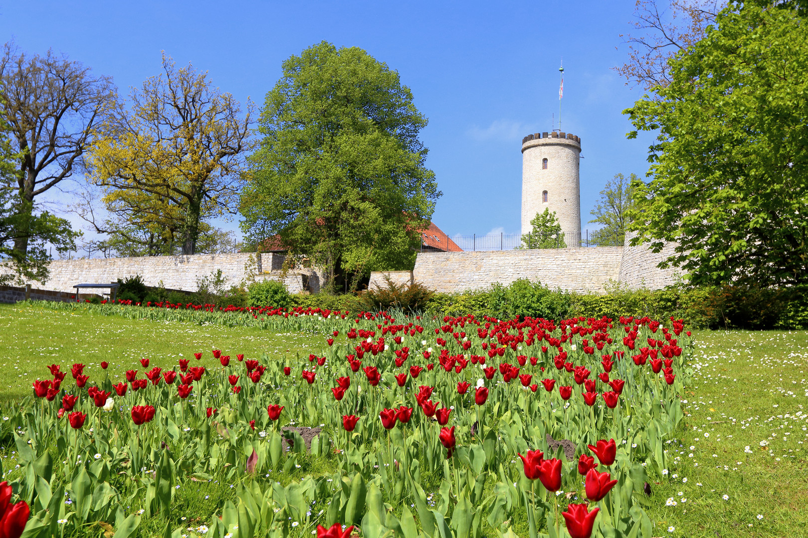 die Bielefelder Sparrenburg im Frühling