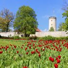 die Bielefelder Sparrenburg im Frühling