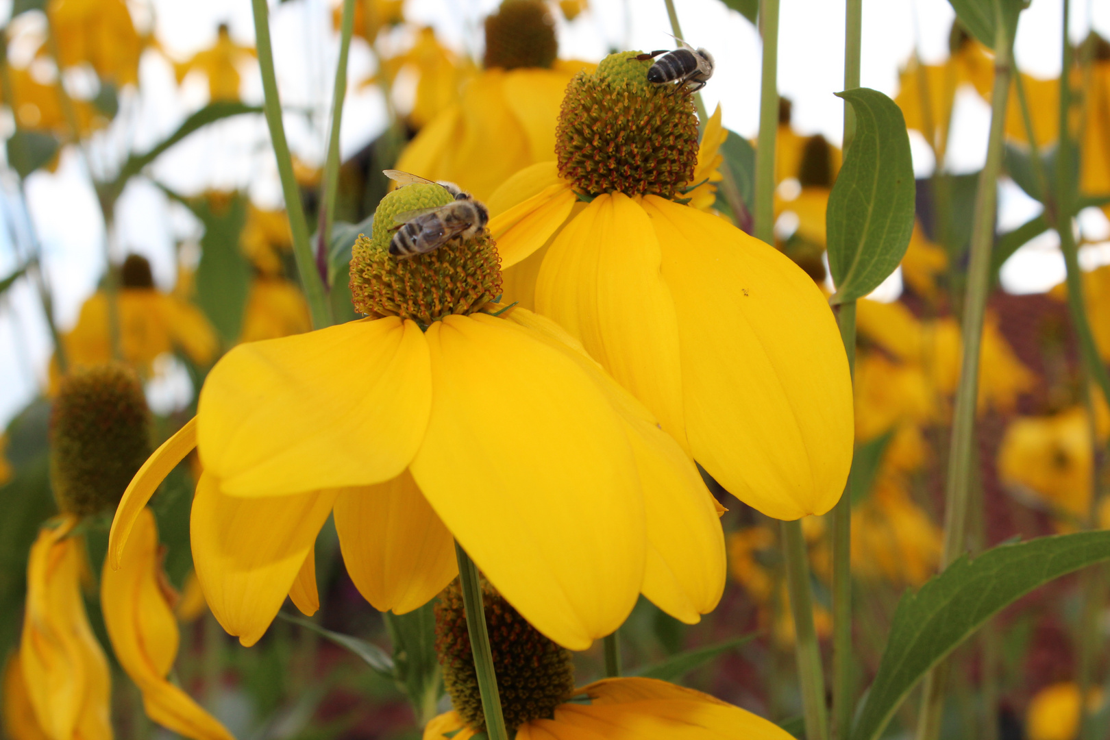 Die Bienchen an der Arbeit