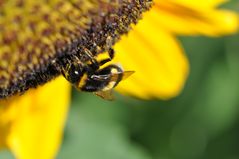 Die Bienchen bei der Arbeit morgens um 9.30 Uhr