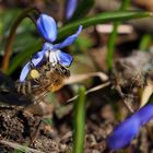 die Bienchen sind auch schon fleissig