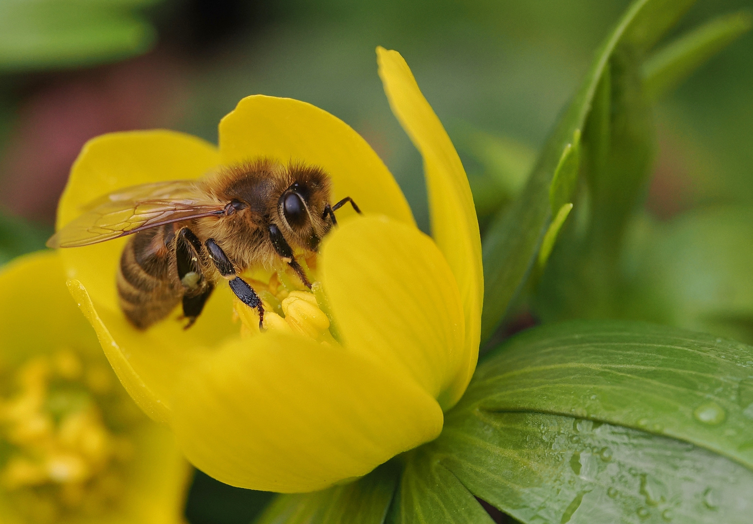 Die Bienchen sind auch schon unterwegs