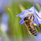 Die Bienchen sind da