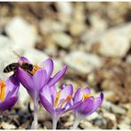 die Bienchen sind da...