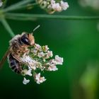 Die Bienchen sind so fleißig!