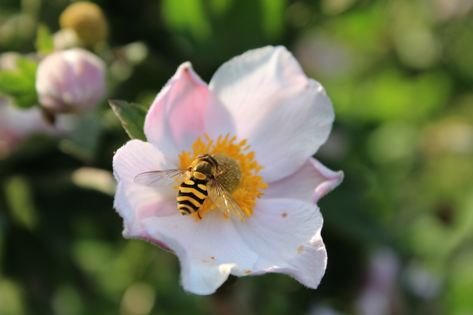 Die Bienchen und Blümchen...