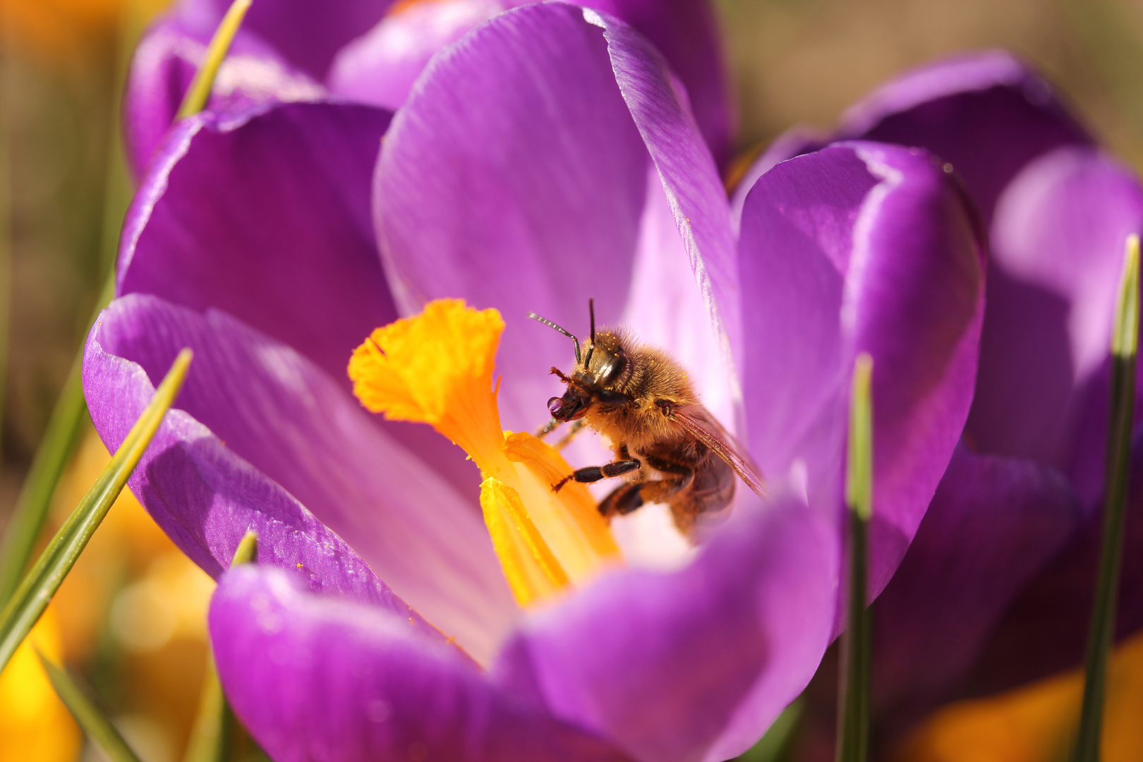 Die Bienchen und die Blümchen