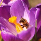 Die Bienchen und die Blümchen