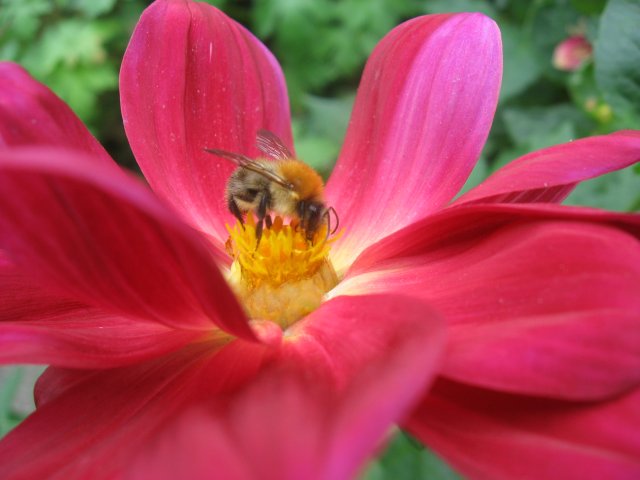 Die Bienchen und die Blümchen...