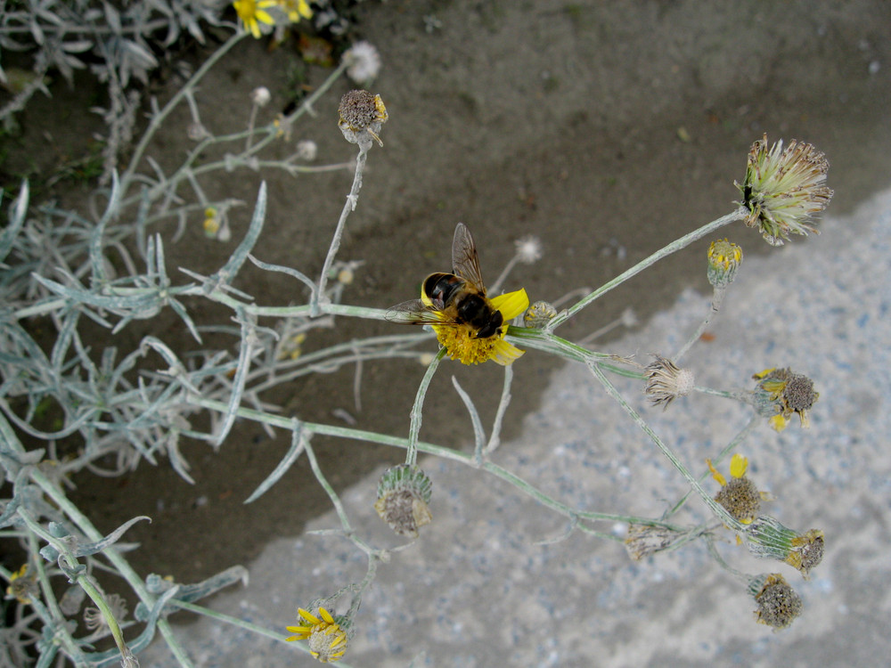 die bienchen und die blümchen...