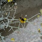 die bienchen und die blümchen...