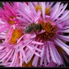 die Bienchen und die Blümchen