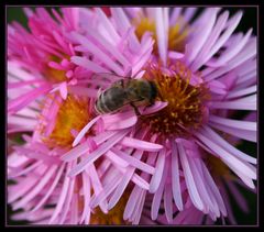 die Bienchen und die Blümchen