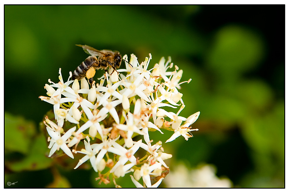 Die Bienchen und die Blumen...