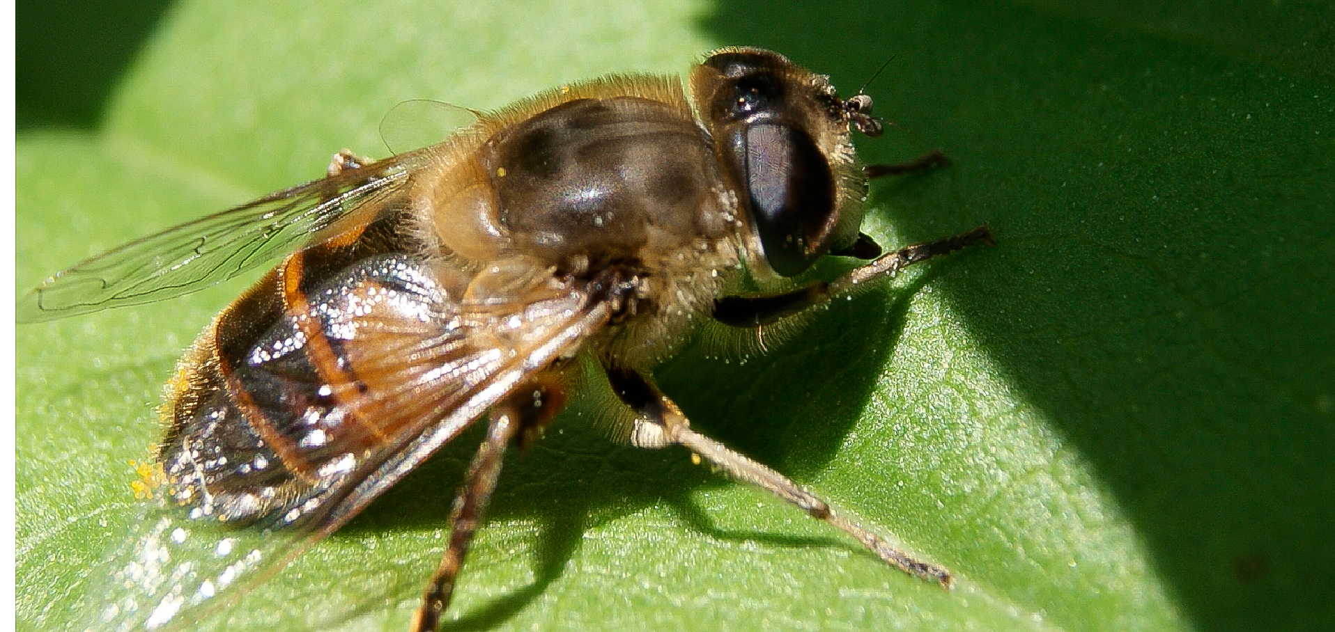 Die Biene 2