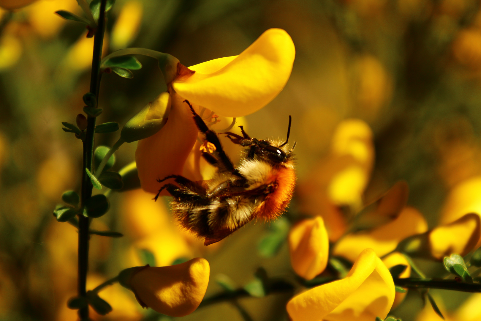 Die Biene 