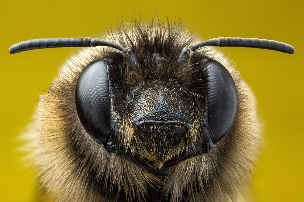 Die Biene Foto & Bild | tiere, tierdetails, makro Bilder auf fotocommunity