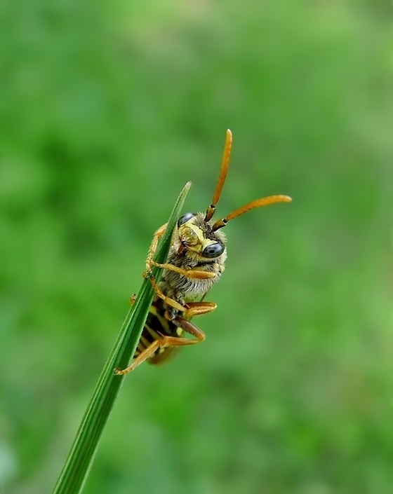 die Biene als Wespe verkleidet III