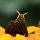 Die Biene an der Tafel