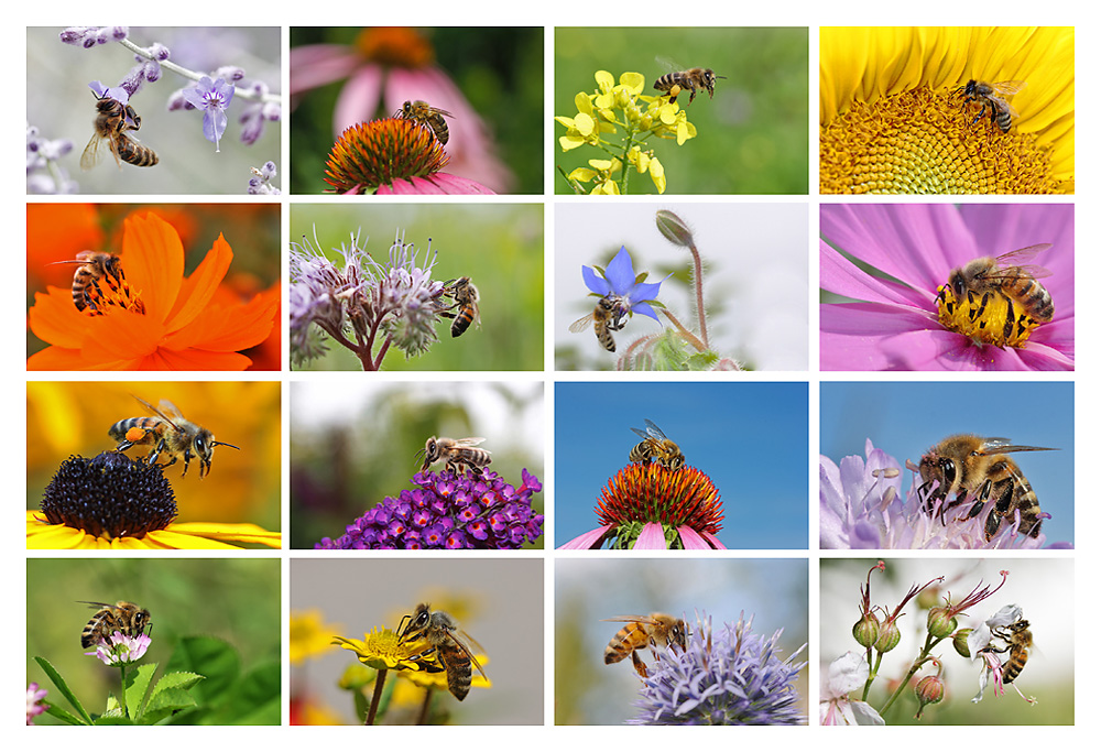 die Biene an verschiedenen Blüten