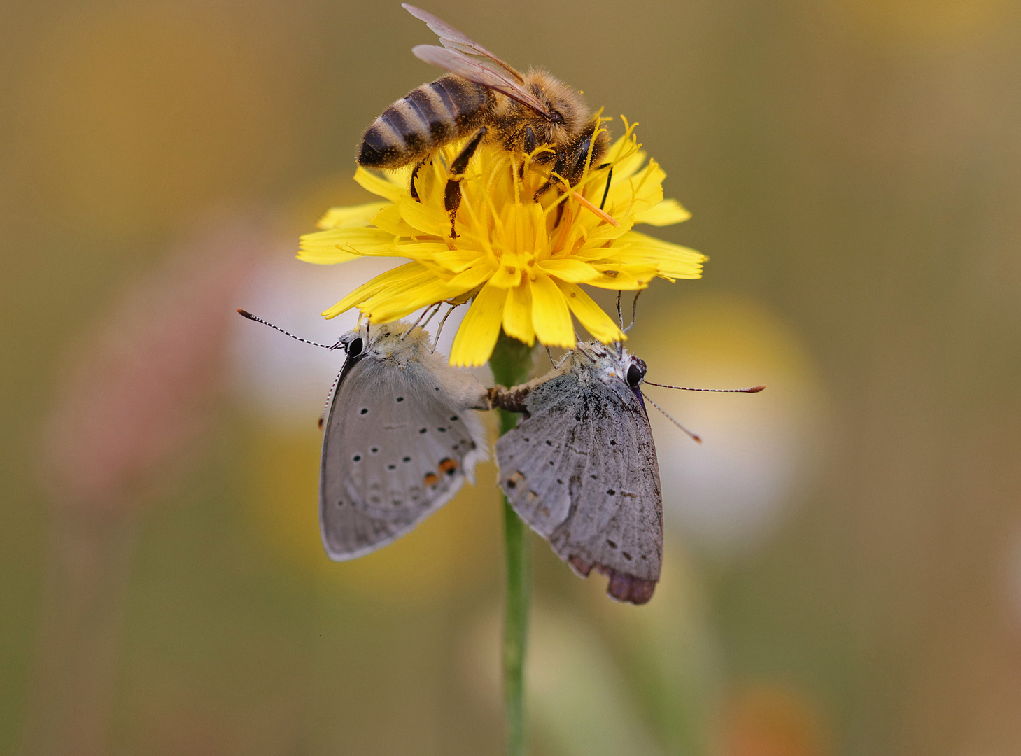 ~Die Biene auf der Blüte~