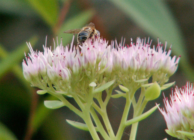 Die Biene auf der Blüte