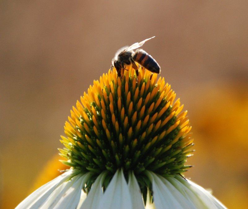 Die Biene auf der Blüte