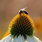 Die Biene auf der Blüte