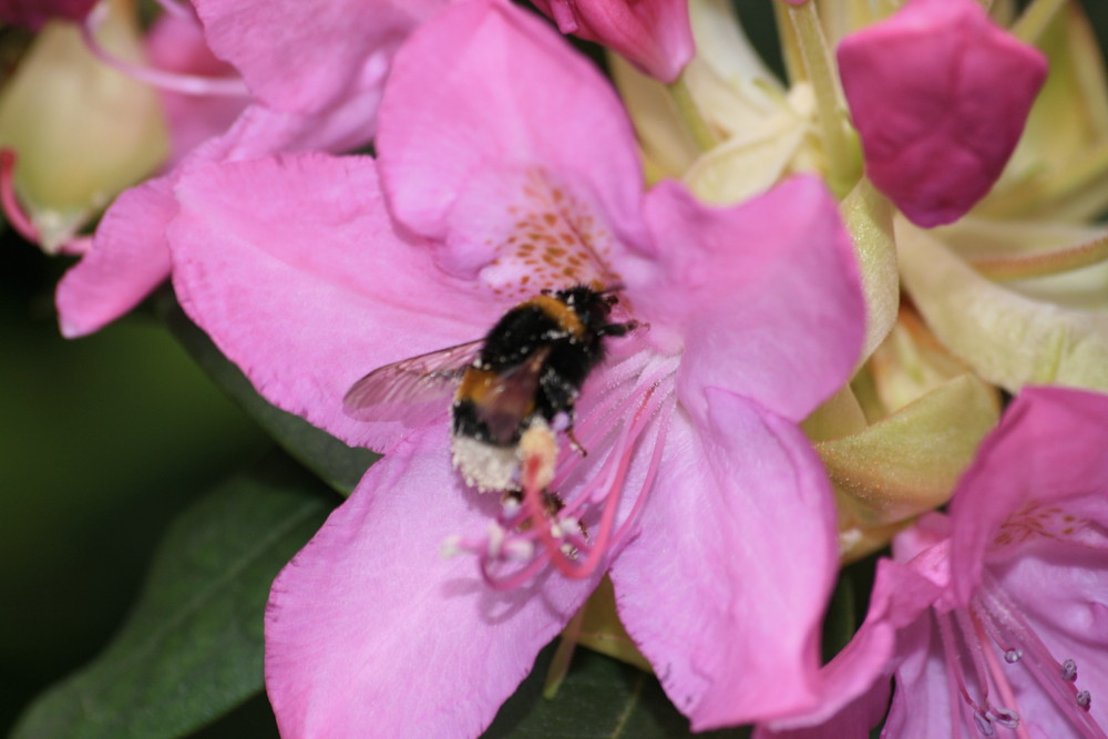 Die Biene auf der Blüte