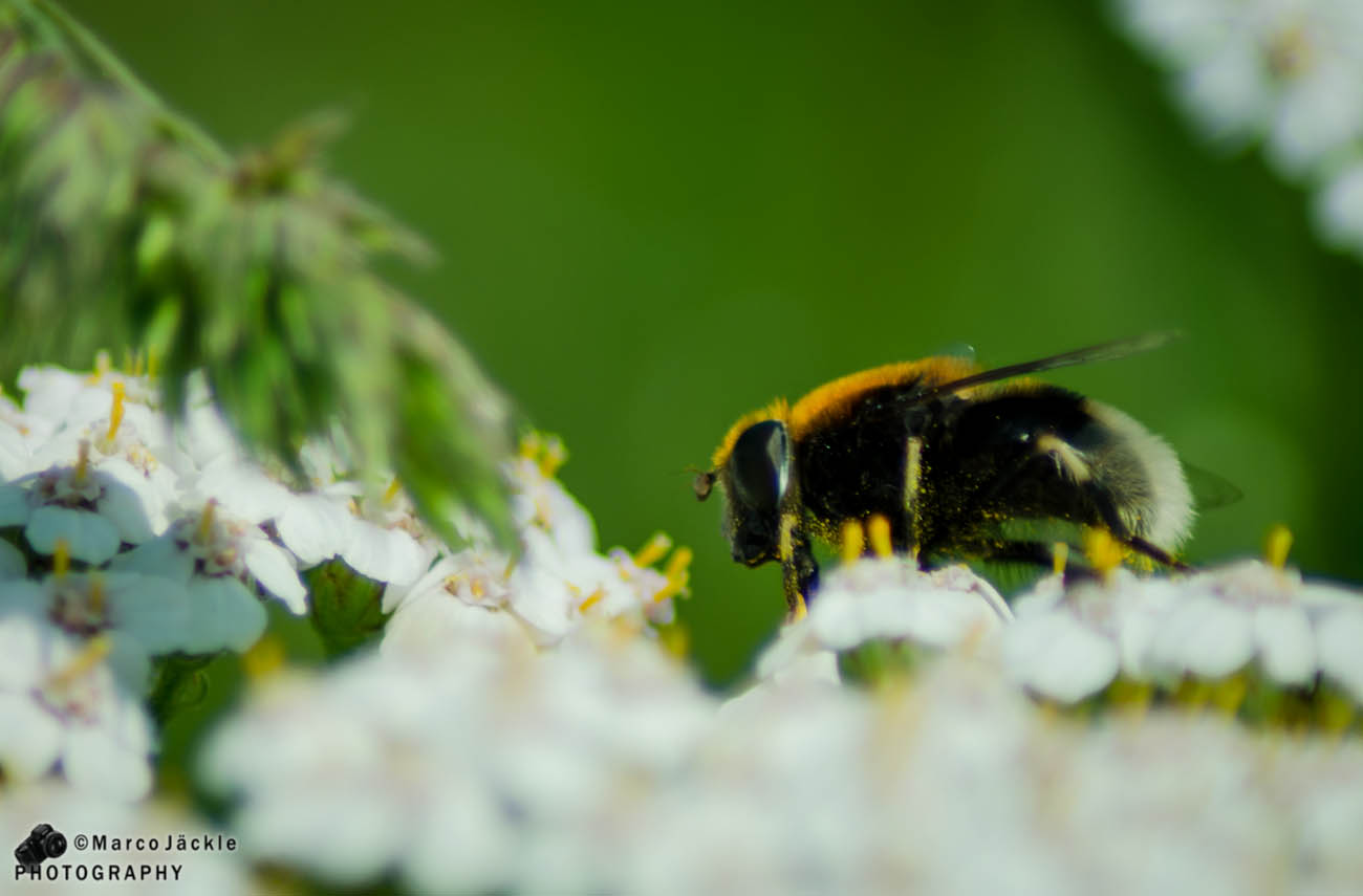 Die Biene auf der Blume