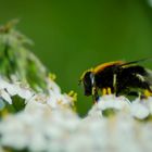 Die Biene auf der Blume