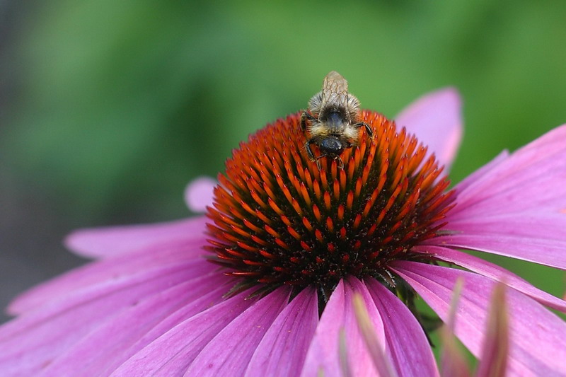 die Biene auf der Blume
