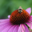 die Biene auf der Blume