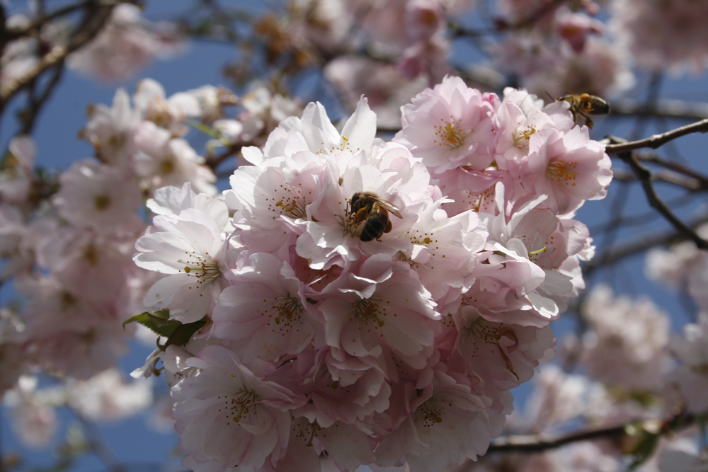 Die Biene auf der Kirschblüte