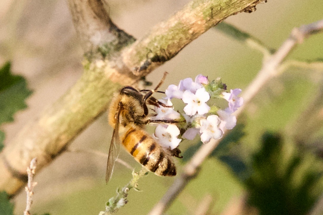 Die Biene auf der letzte Blüte