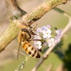 Die Biene auf der letzte Blüte