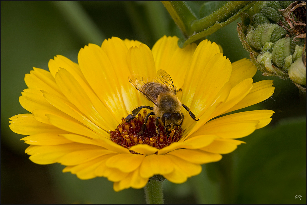 Die Biene auf der Ringelblume