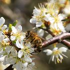 Die Biene bei der Arbeit - bald wird es Honig geben